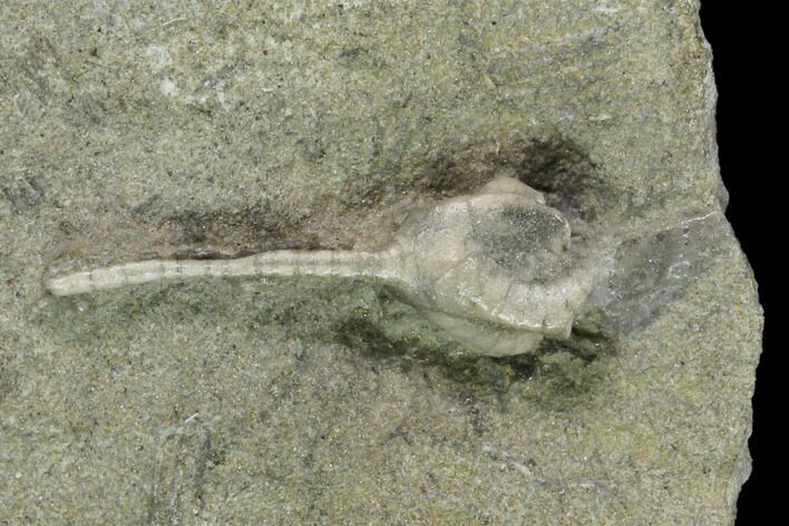 Fossil Crinoid (Onychocrinus) - Crawfordsville, Indiana #149005